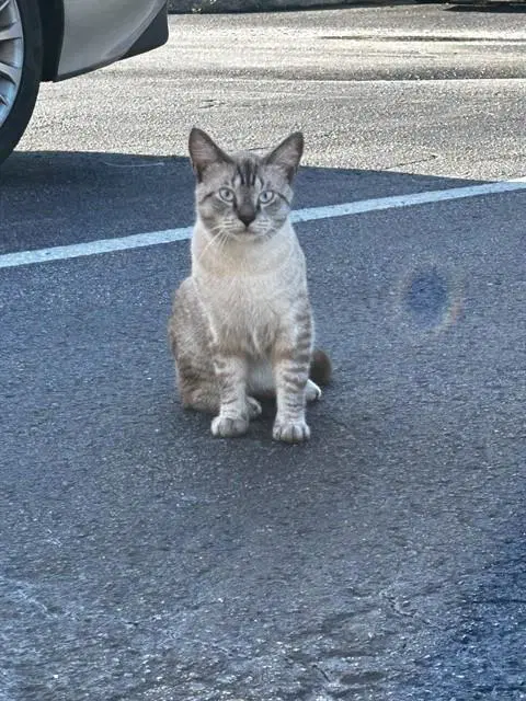 Jonas - Domestic Short Hair