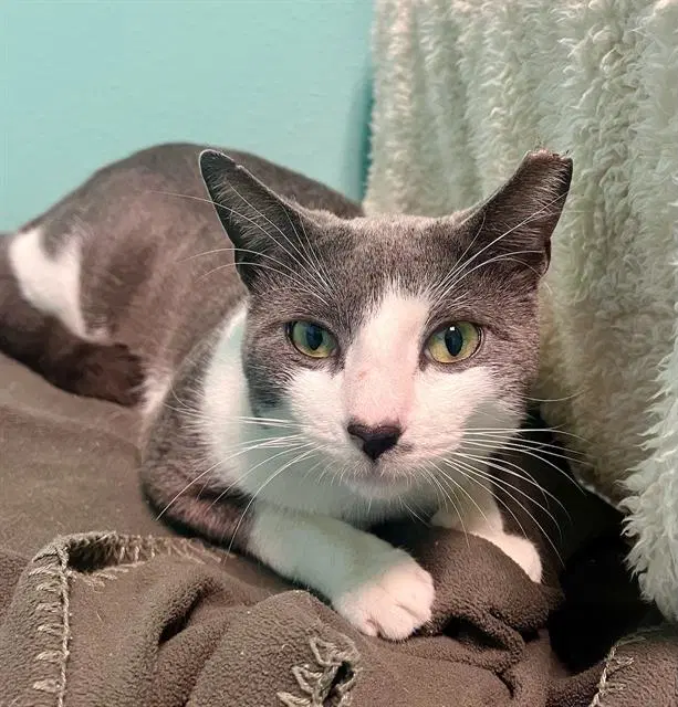 Cupid - Domestic Short Hair