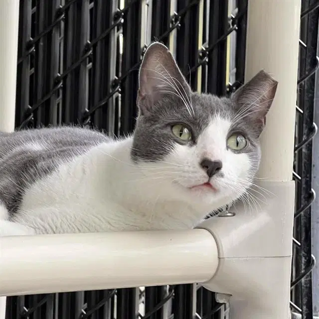 Cupid - Domestic Short Hair