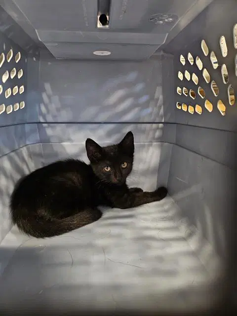 Unknown - Domestic Short Hair