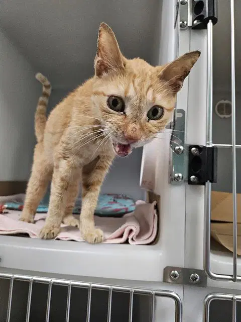 Triscuit - Domestic Short Hair