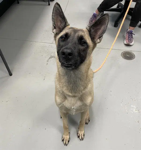 Chloe - Belgian Shepherd Malinois