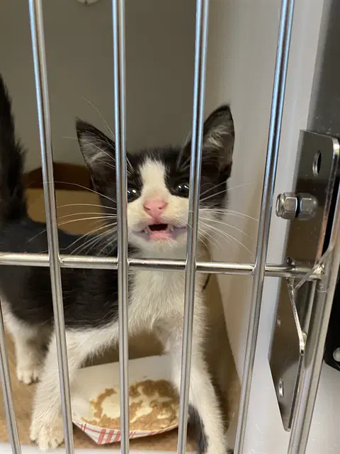 Buster - Domestic Short Hair
