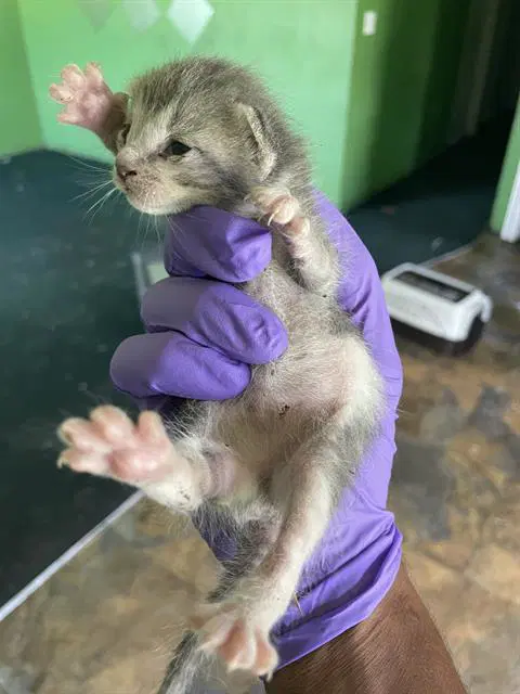 Unknown - Domestic Short Hair