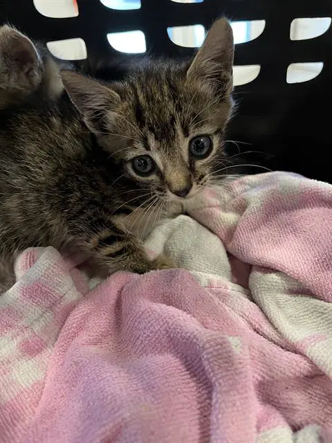 Unknown - Domestic Short Hair