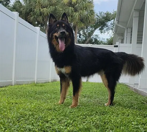 Milo - German Shepherd Dog
