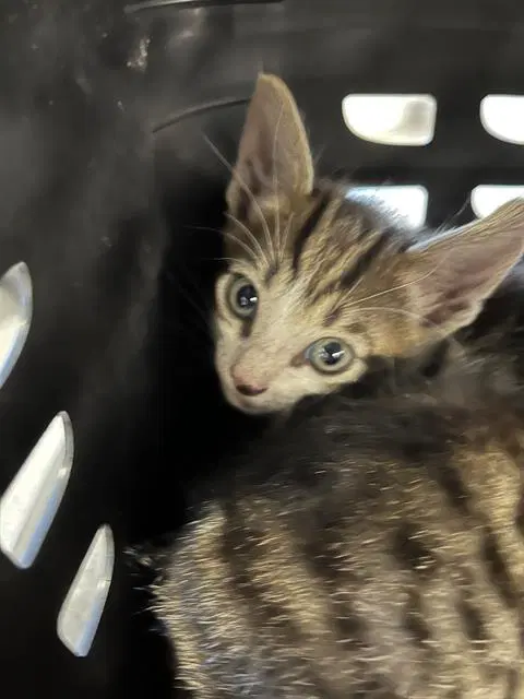 Unknown - Domestic Short Hair