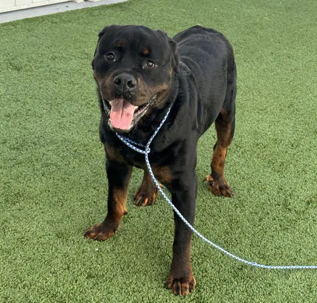 Ace - Rottweiler