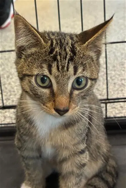 Unknown - Domestic Short Hair