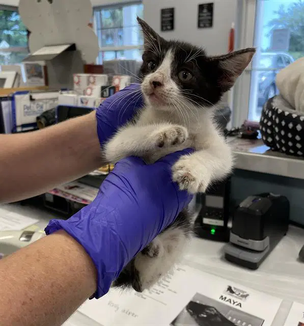 Unknown - Domestic Short Hair