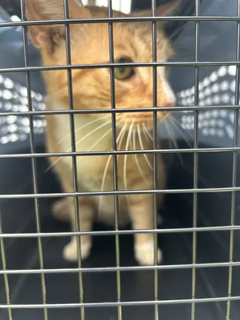 Unknown - Domestic Short Hair