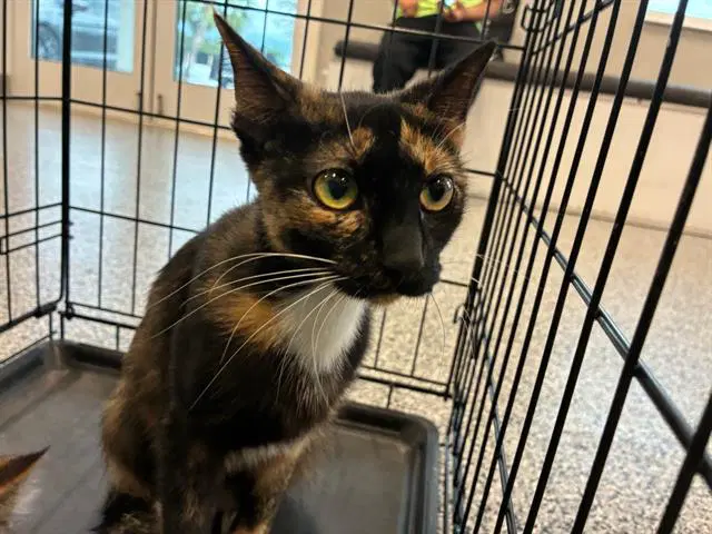 Unknown - Domestic Short Hair
