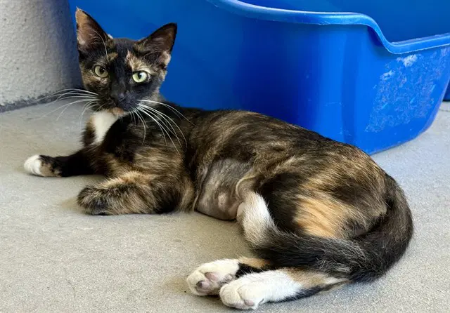 Unknown - Domestic Short Hair