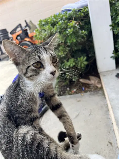 Unknown - Domestic Short Hair