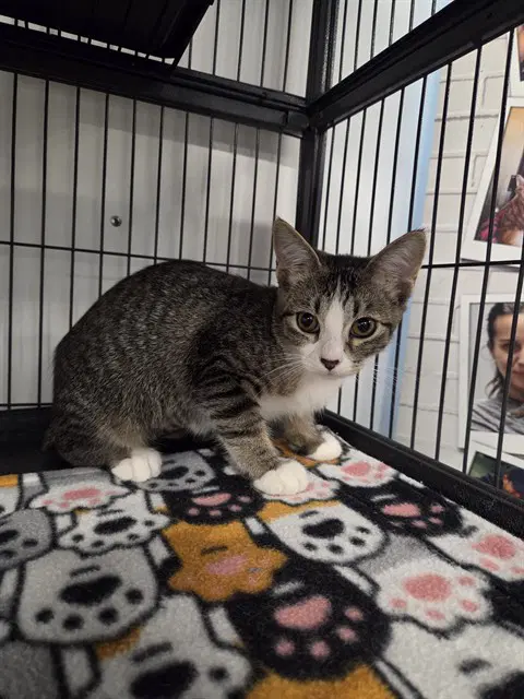 Unknown - Domestic Short Hair