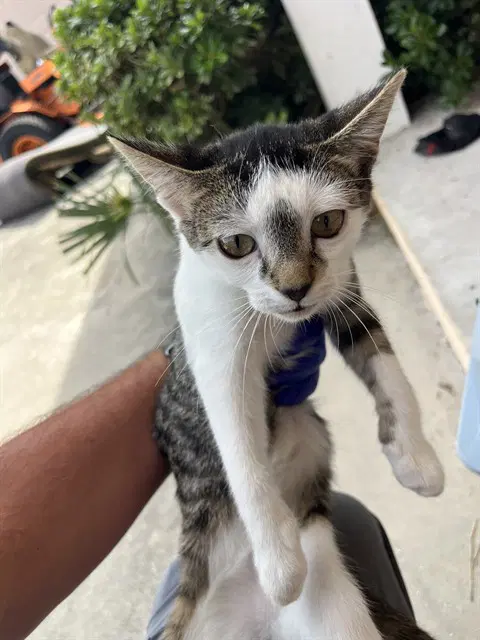 Unknown - Domestic Short Hair