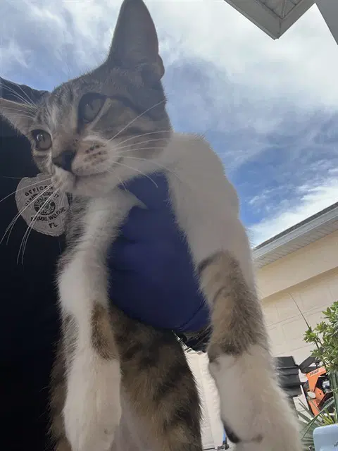 Unknown - Domestic Short Hair