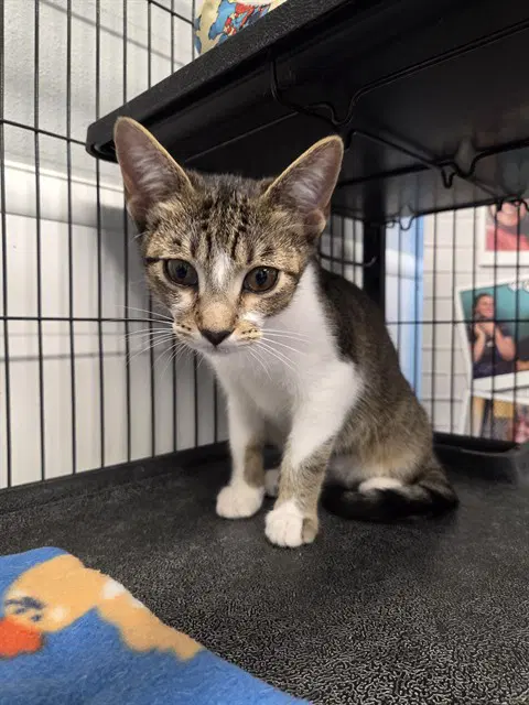 Unknown - Domestic Short Hair