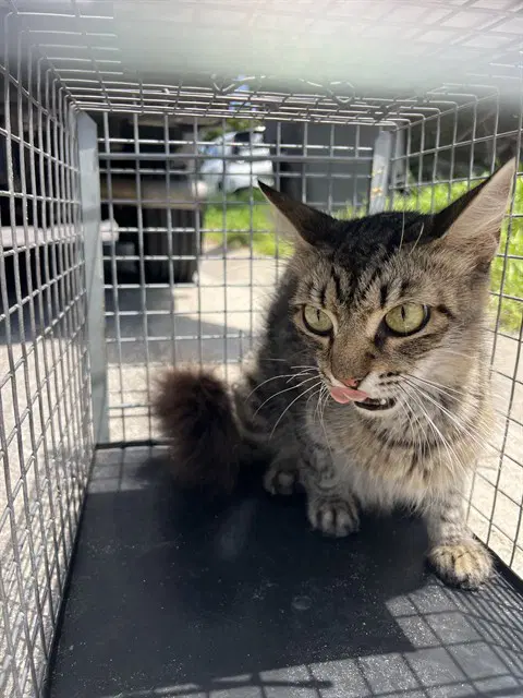 Tabitha - Domestic Short Hair
