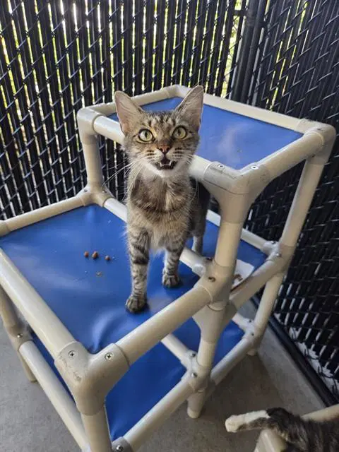 Tabitha - Domestic Short Hair
