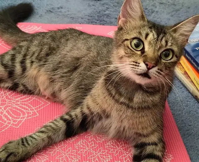 Tabitha - Domestic Short Hair