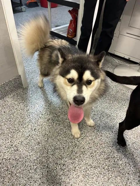 Moon - Husky
