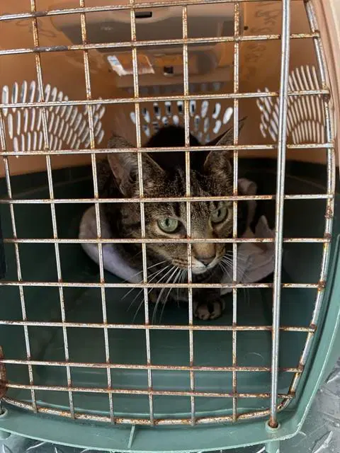 Sebastion - Domestic Short Hair