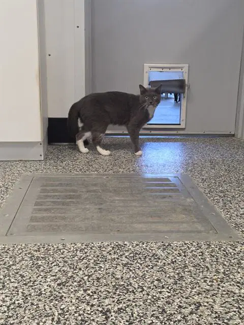 Pebbles - Domestic Short Hair