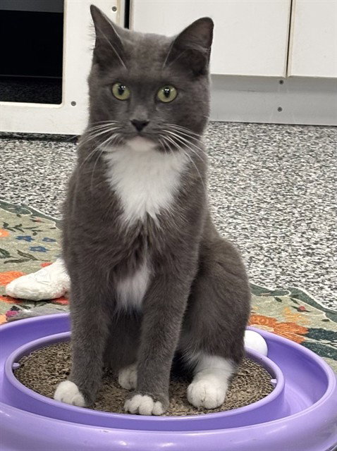 PEBBLES, a cat for adoption from Manatee County Animal Services
