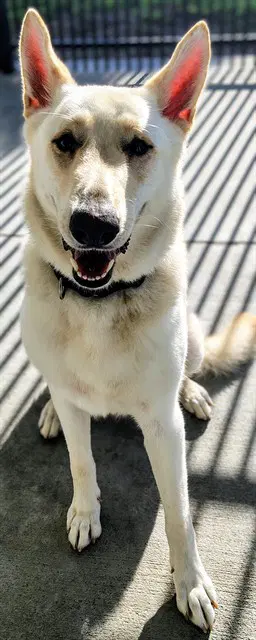 Sergeant - German Shepherd Dog