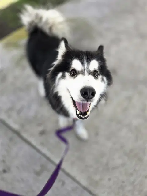 Johnny - Siberian Husky