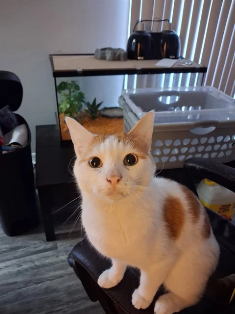 Fin