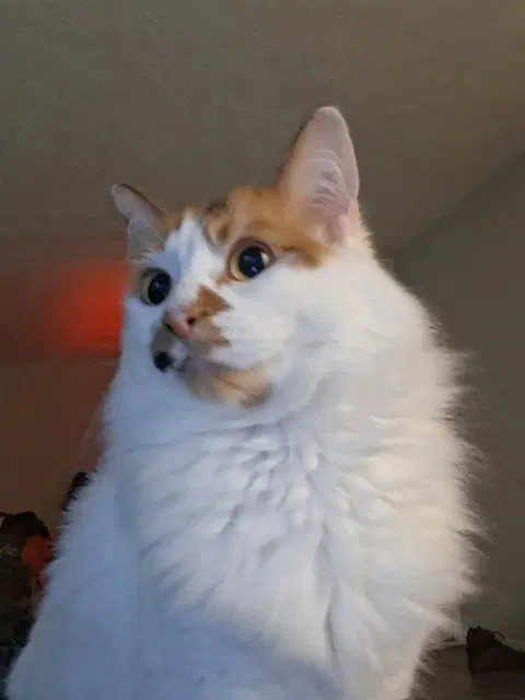Kira - Domestic Long Hair