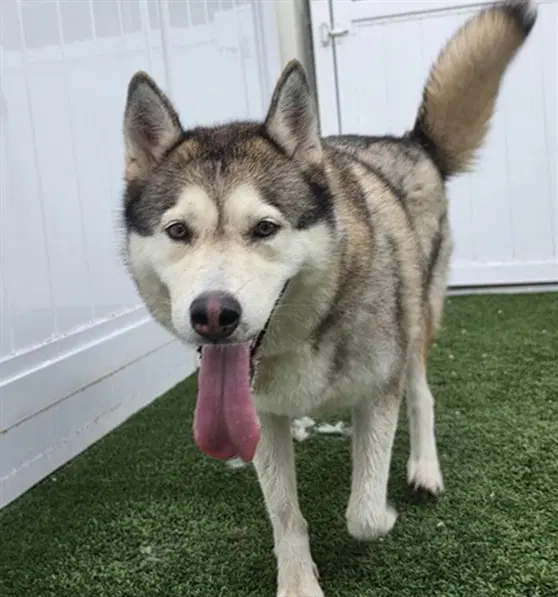 Unknown - Siberian Husky