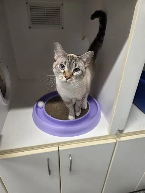 Liberty - Domestic Short Hair