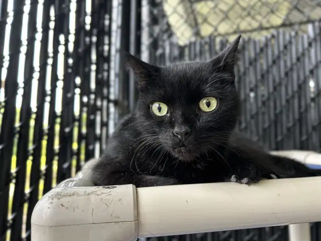 Jasper - Domestic Short Hair