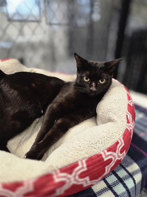 EMMY, a cat for adoption from Manatee County Animal Services