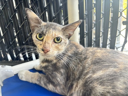 LONDON, a cat for adoption from Manatee County Animal Services