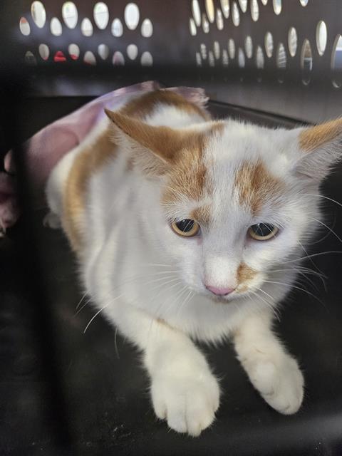 POPPY, a cat for adoption from Manatee County Animal Services