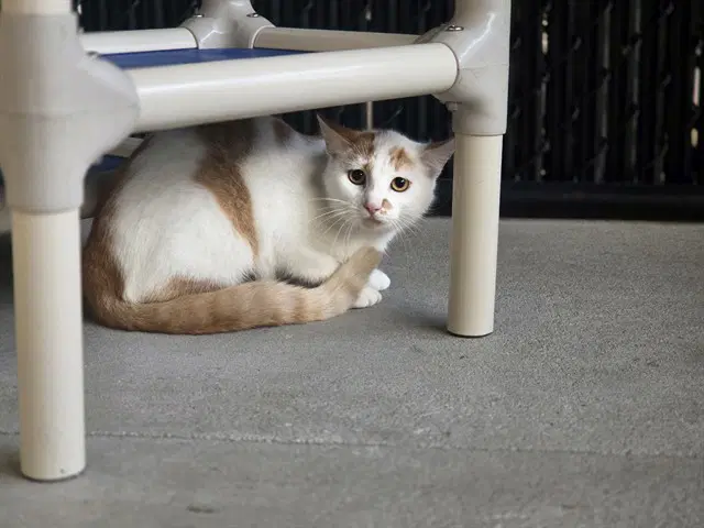 Poppy - Domestic Short Hair