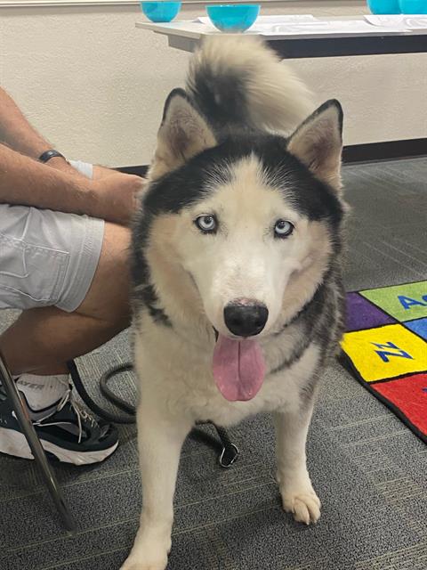Lobo, Siberian Husky