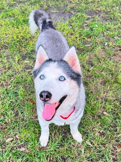 Lobo - Siberian Husky