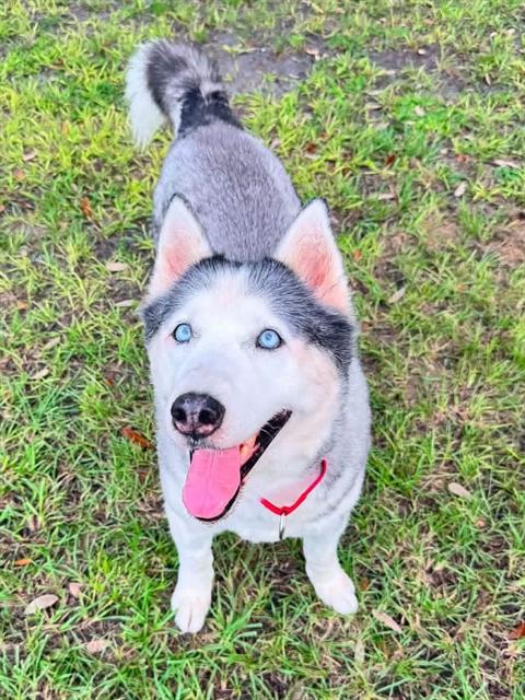 Lobo
