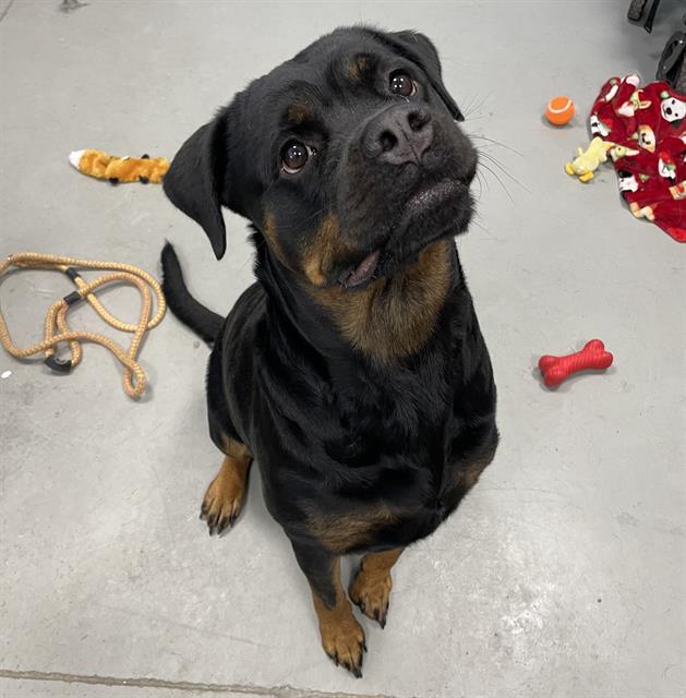 Delilah, Rottweiler