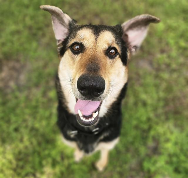 Honey, German Shepherd Dog