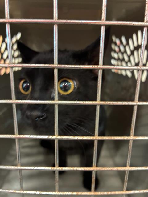 Calvin, Domestic Short Hair