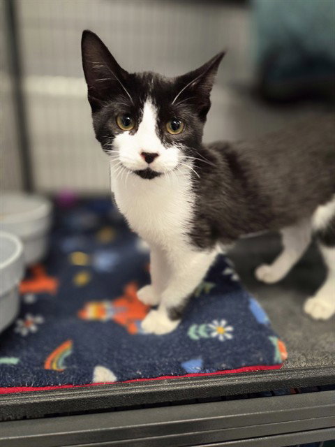 EMBER, a cat for adoption from Manatee County Animal Services