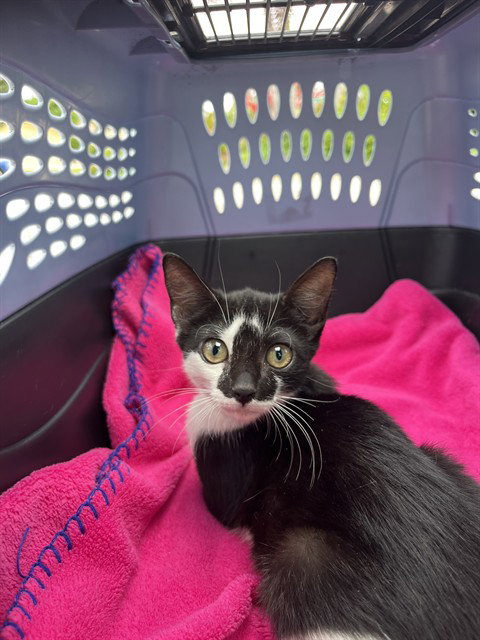 Penny, Domestic Short Hair