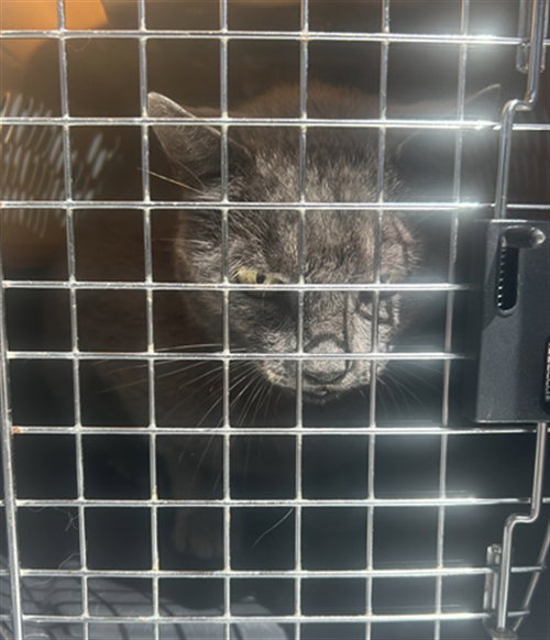 A139414, a cat for adoption from Manatee County Animal Services