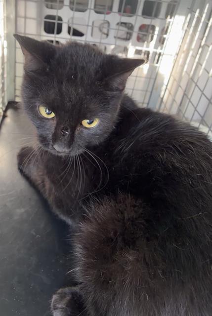 VLAD, a cat for adoption from Manatee County Animal Services